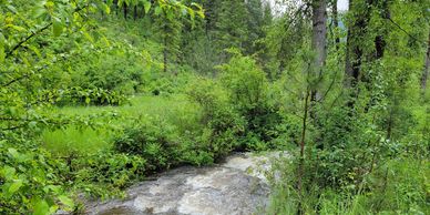 Flowing creek surrounded by green grass and trees. Land with creek for sale Eastern Washington.