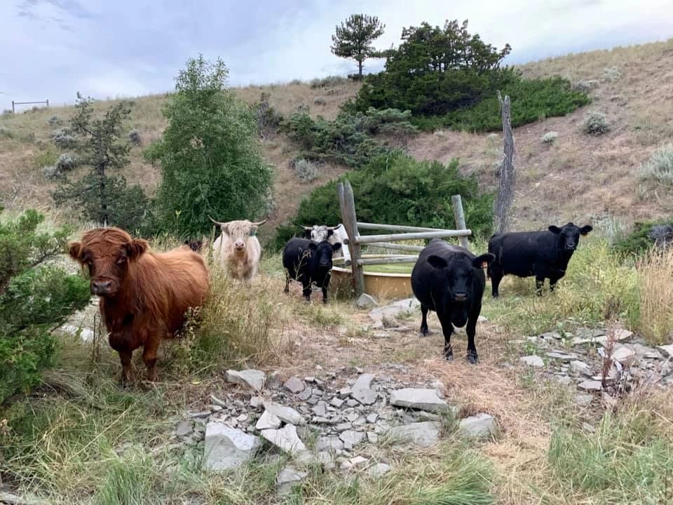 Shop | two Cow Mini Cattle