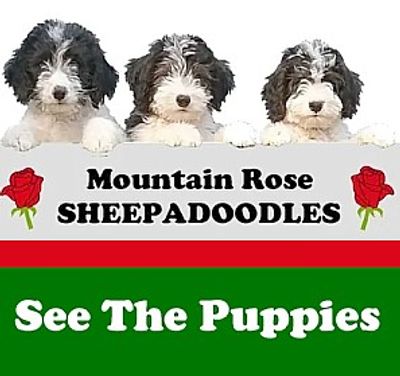 Mini Sheepadoodles and Standard Sheepadoodles for Sale