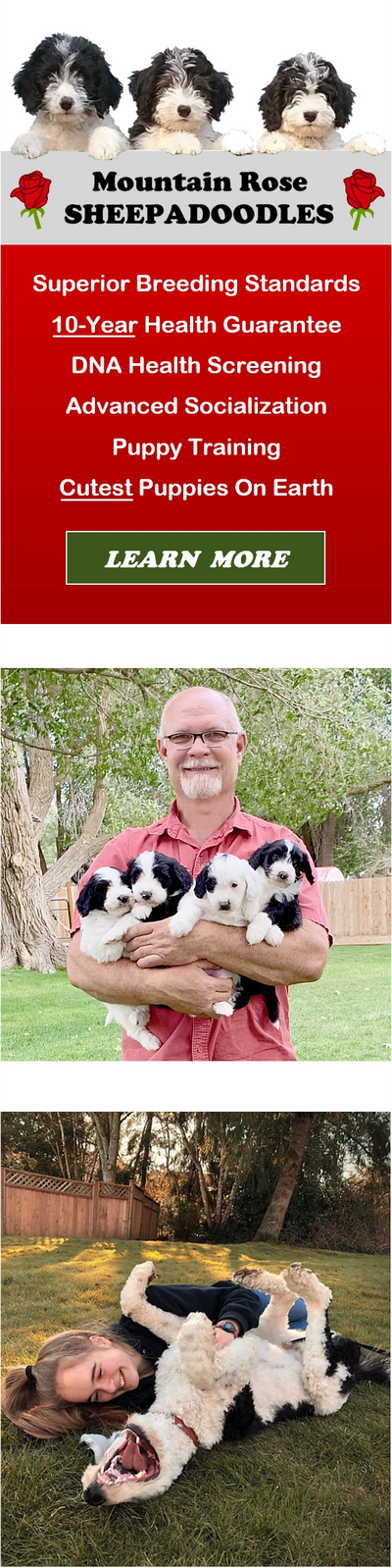 Man holding sheepadoodle puppies and girl playing with her dog