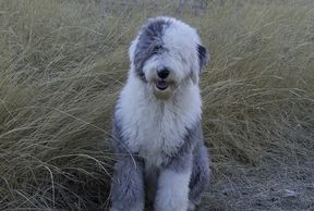 Sheepadoodle Mom - Old English Sheepdog (Kinley)
