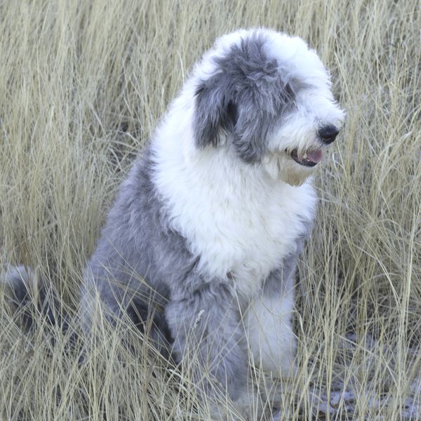 Fluffy gray and white dog sitting in tall dry grass.