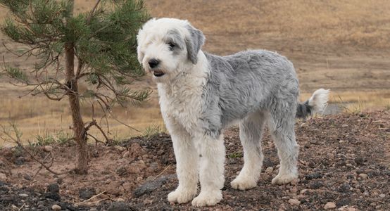 Old English Sheepdog - Sheepadoodle Mom