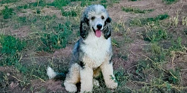 A fluffy dog sitting on grass and dirt, looking happy with its tongue out.