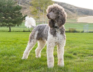 Standard Poodle - Parti Dash