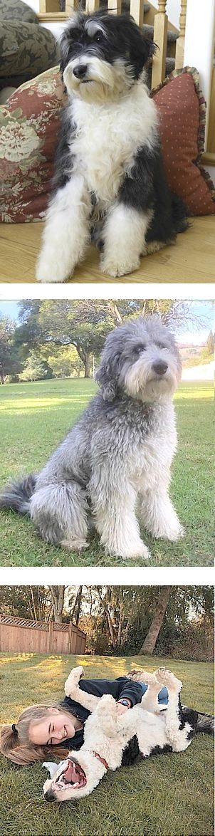 is a sheepadoodle a good dog