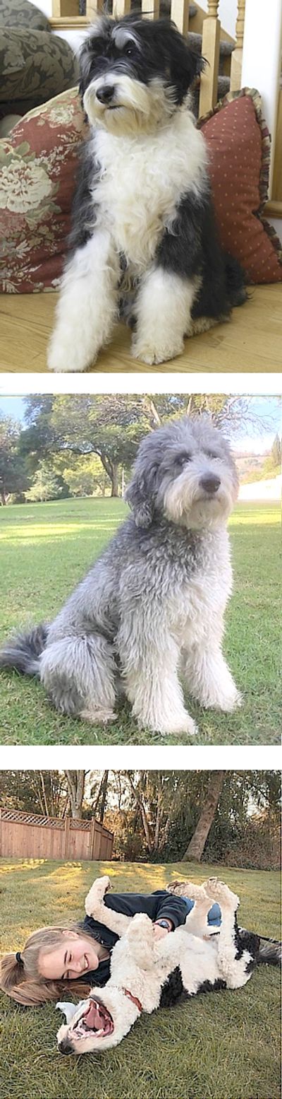 Sheepadoodle dogs sitting and playing with girl