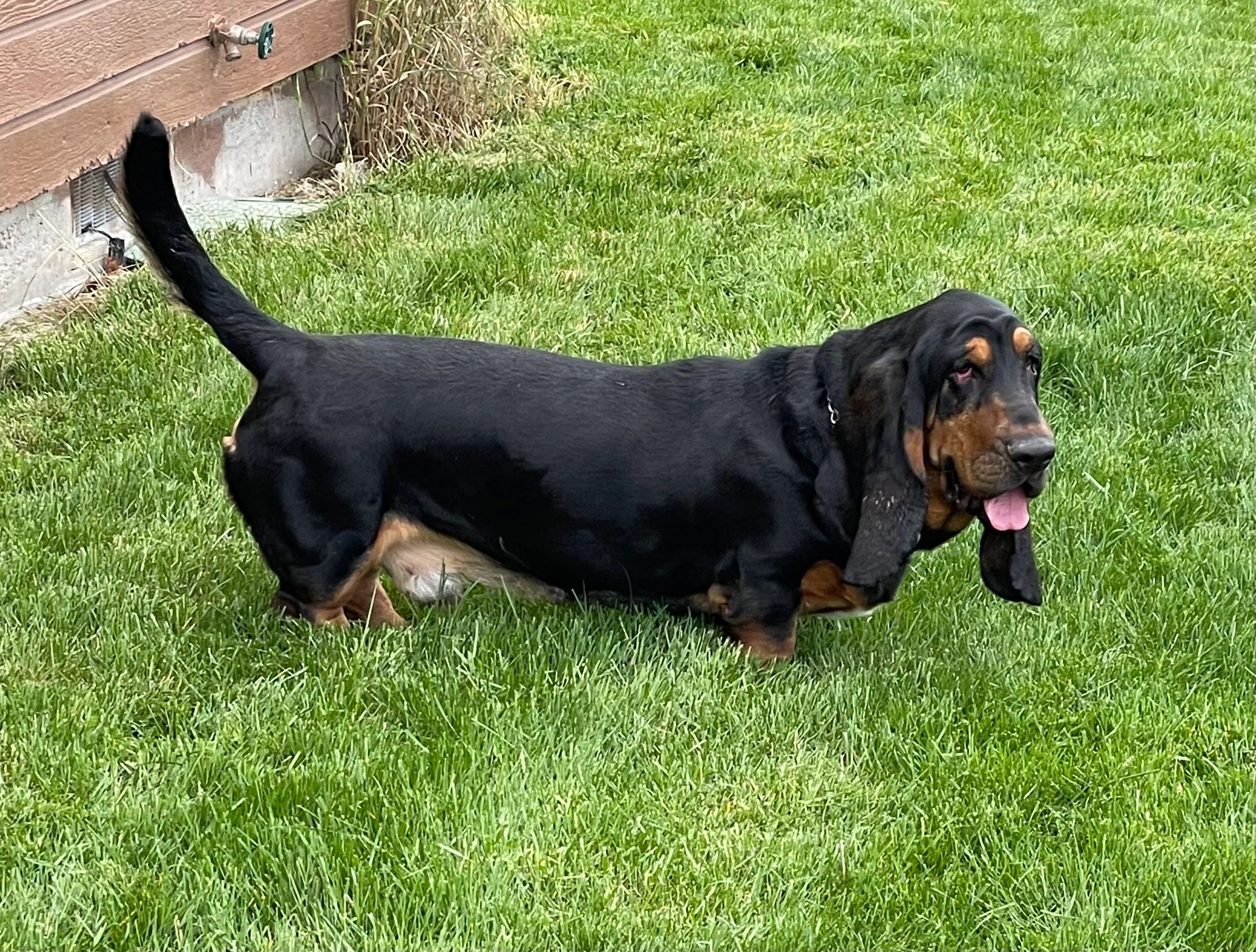 Black and tan Basset Hound standing on green grass next to a house.