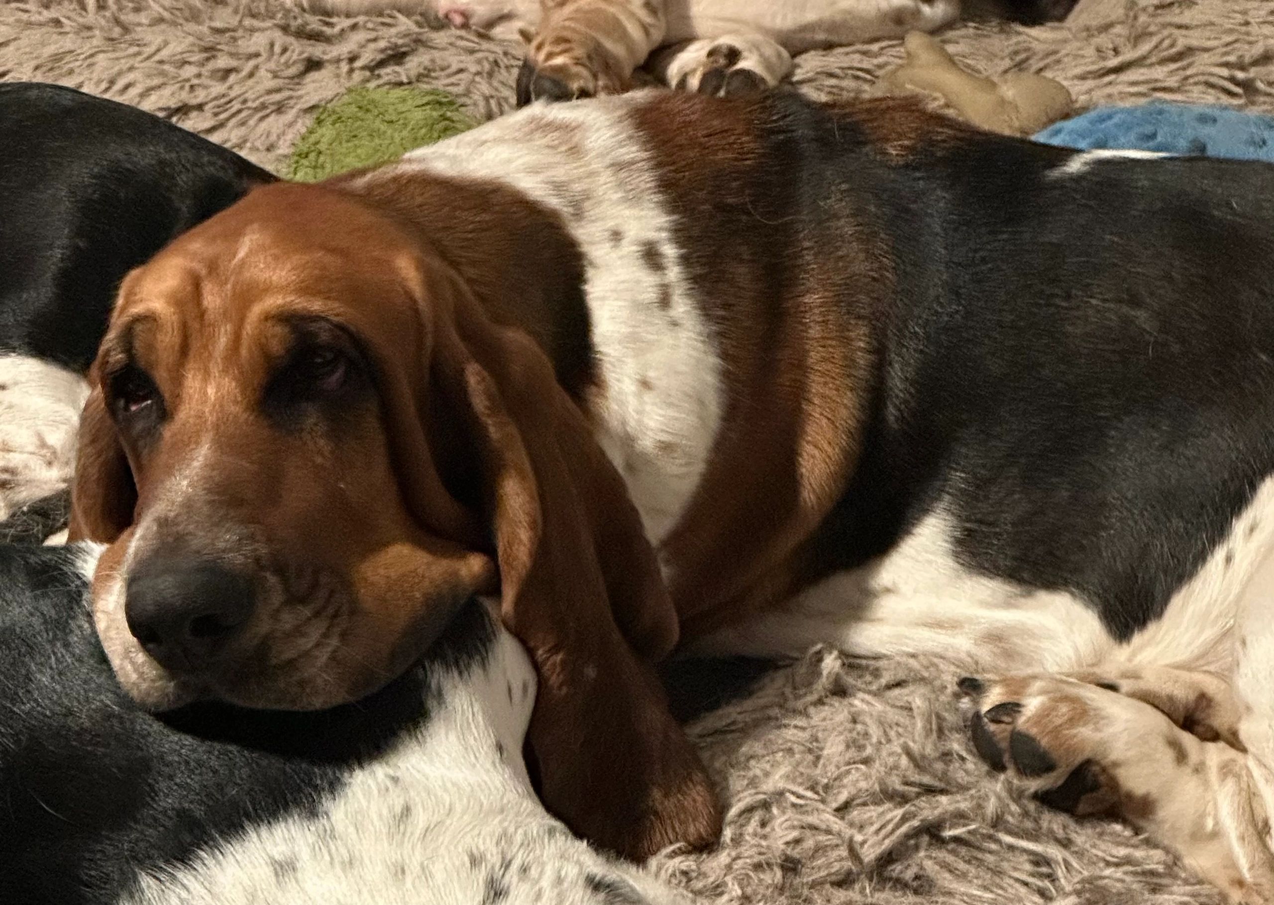 A basset hound laying on a blanket looking relaxed.