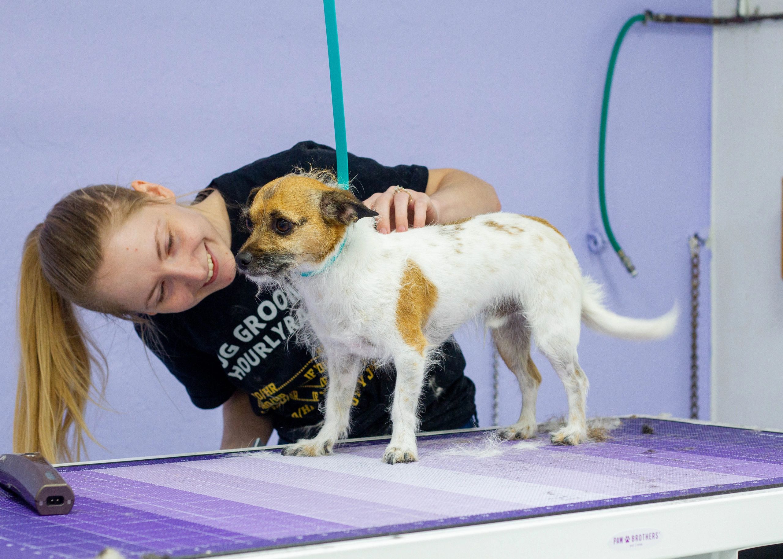 Professional Dog Grooming Services Balboa's Bed & Biscuit