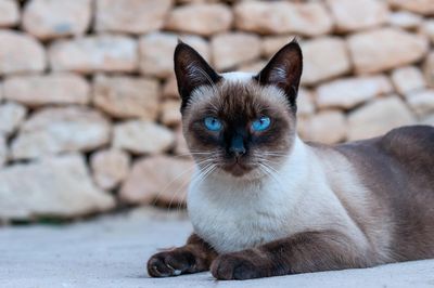 Siamese cat with blue eyes lying on the ground.