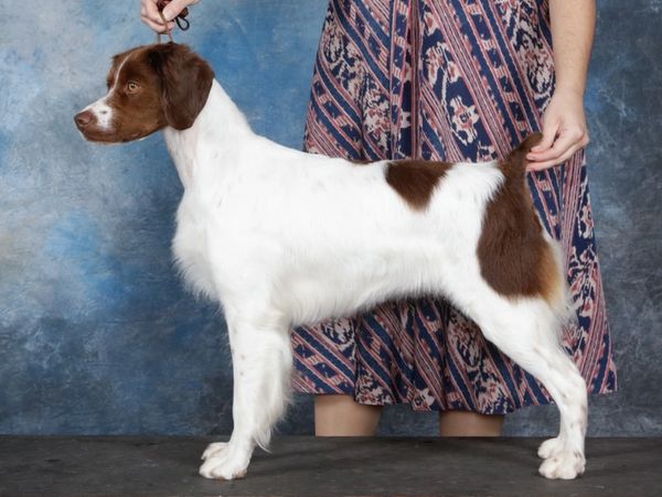 A brown and white dog standing with a person.