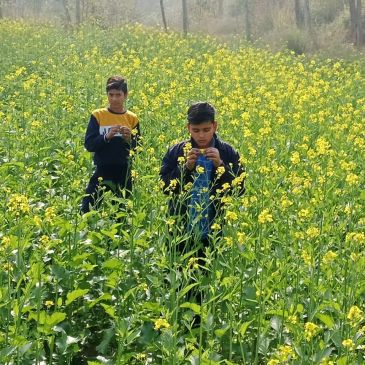 Two boys exploring a vibrant mustard field on a sunny day.