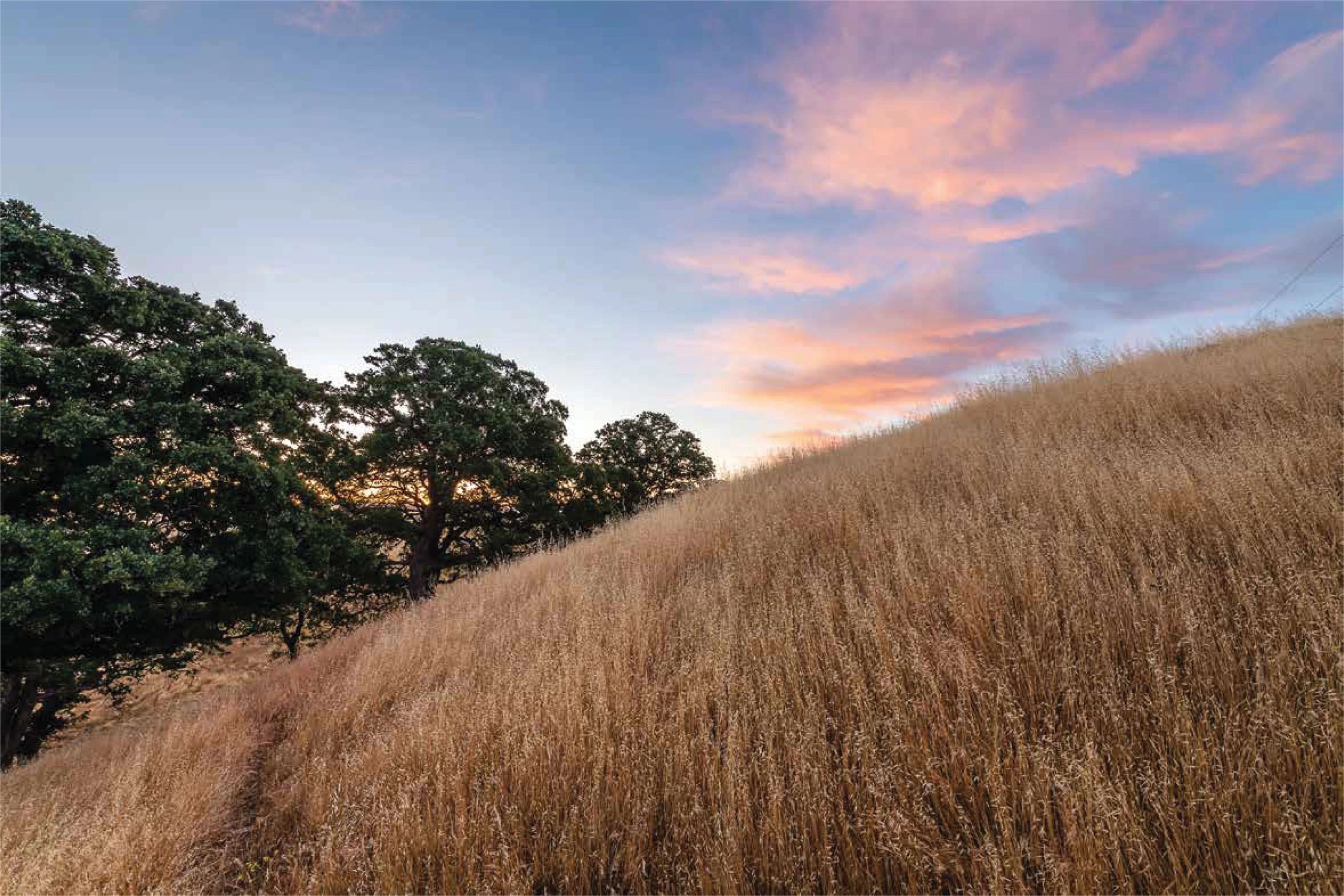Golden grass hill with trees at sunset.