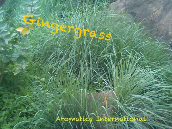 Lush green ginger grass growing naturally outdoors.