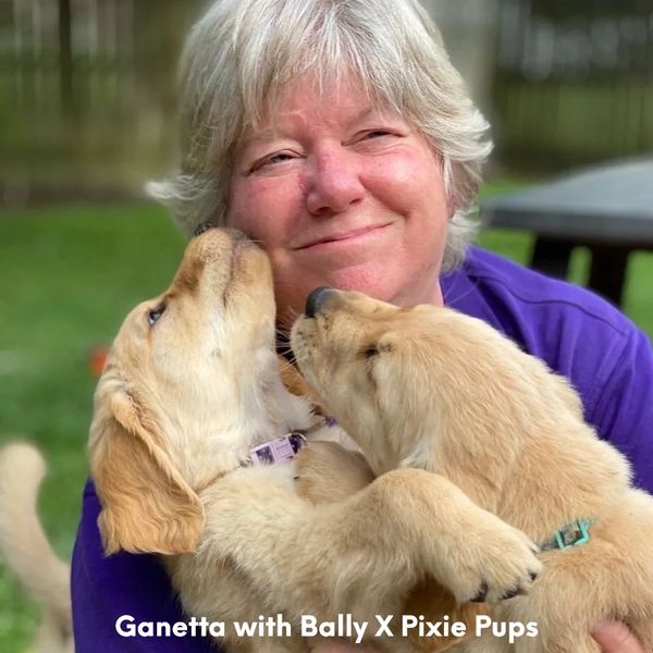 I love golden retriever puppies.