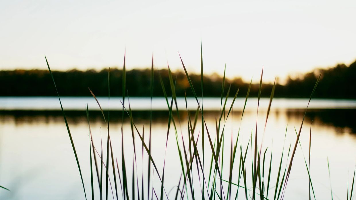Tall green reeds by a calm lake at sunset.