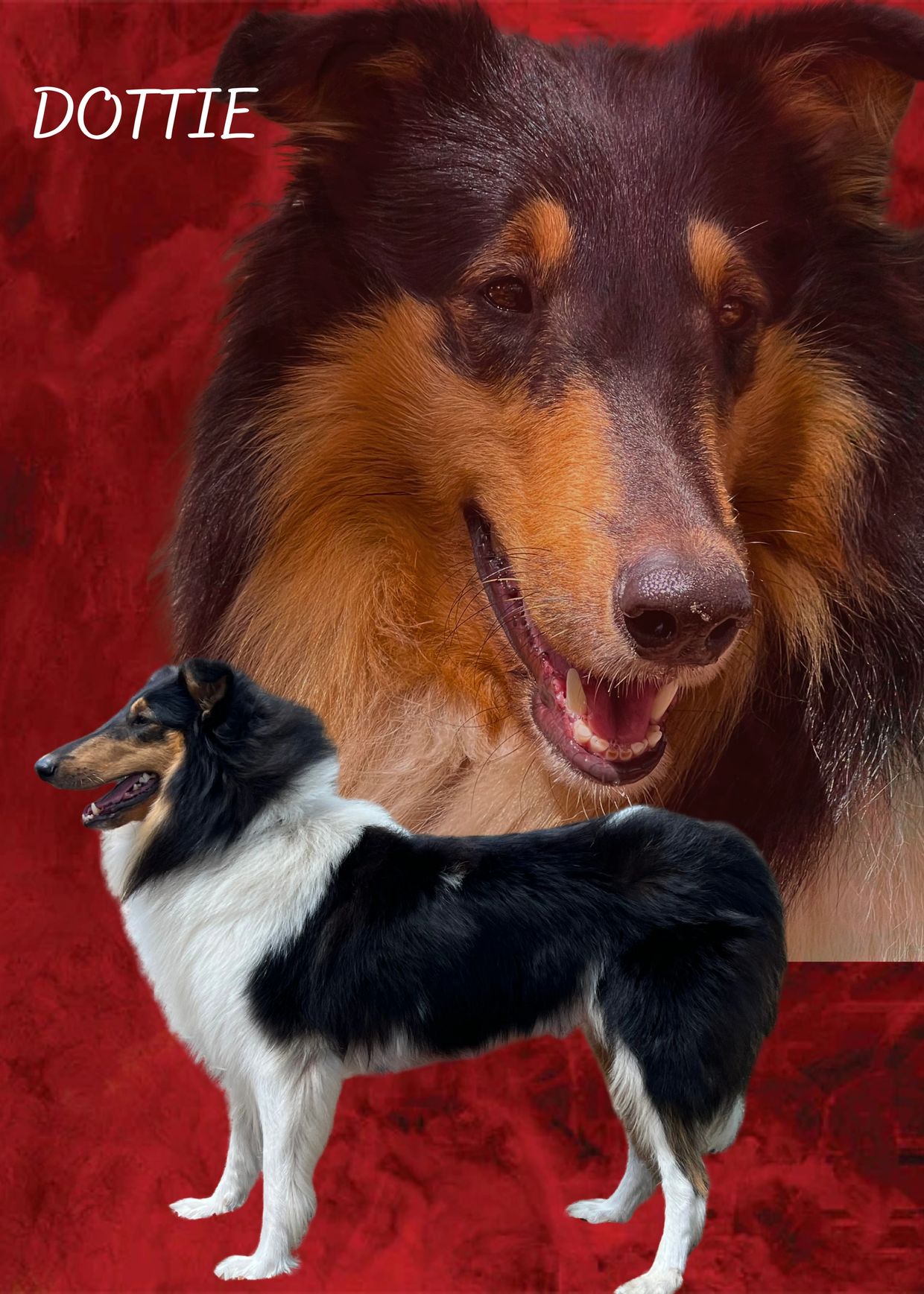 Portrait of Dottie, a beautiful black and white Collie dog with a red background.