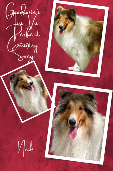Three photos of a happy Collie dog named Nash with a red background.