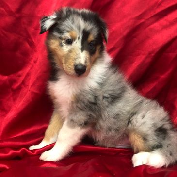 blue merle collie puppy for sale