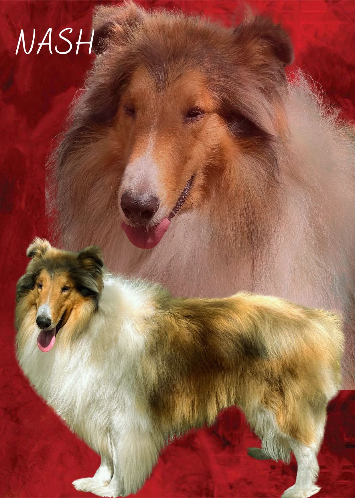 Portrait of a Collie dog named Nash with a red background.