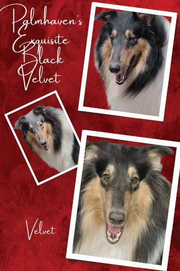 Collage of a beautiful black and tan rough collie named Velvet.