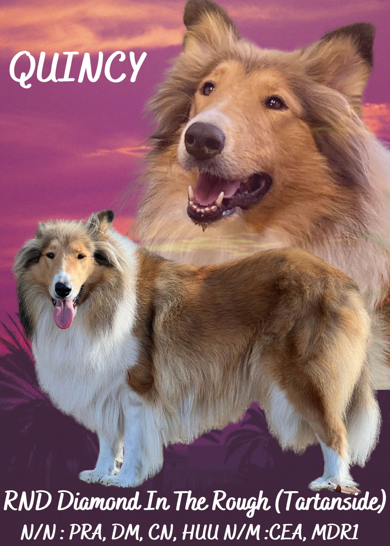 Collie named Quincy with health clearances against genetic disorders.
