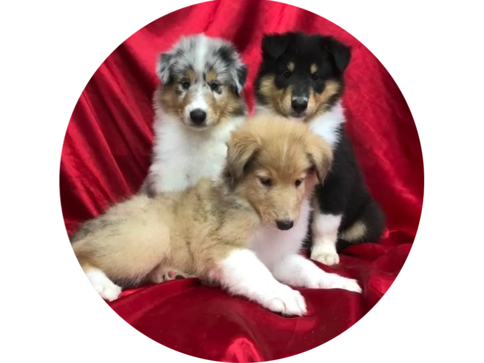 Collie Puppies for Sale Palmhaven Collies