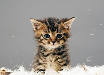 Tiny and playful kitten