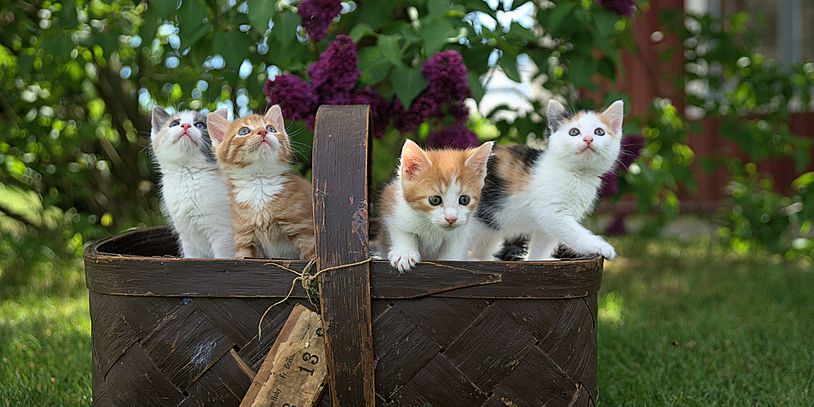 Basket of kittens