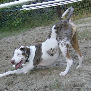 A happy trained dog