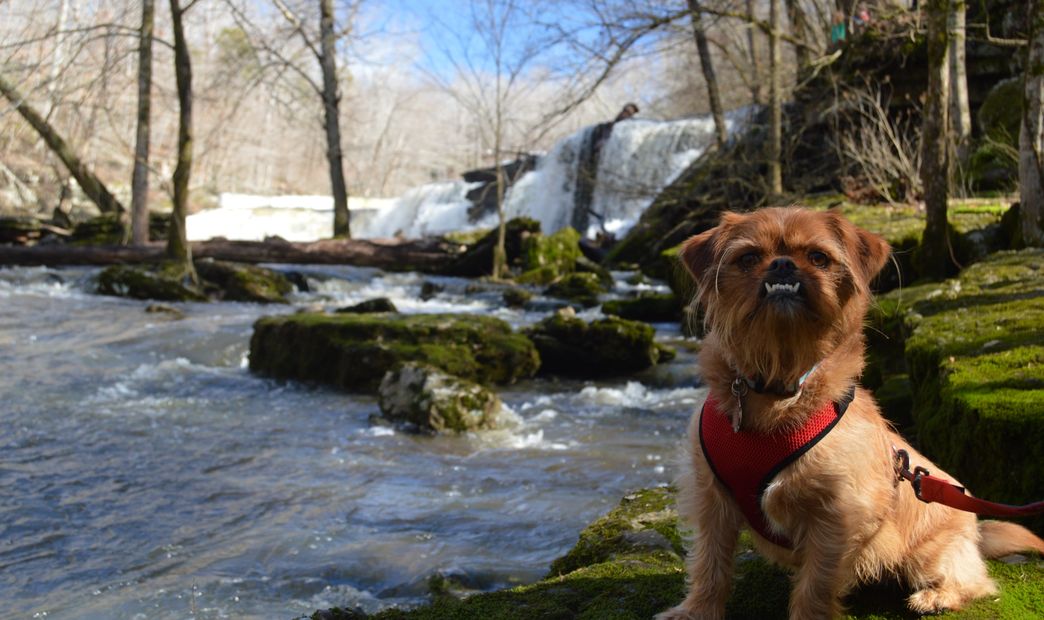 Jim Bear Waterfall Hiker Dog Underbite Hiking Adventurer. Great Falls.