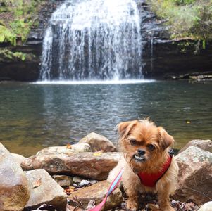 Hiking dog. Waterfall. Stinging Fork Falls. Head tilt. Jim Bear. Underbite. Adventure.