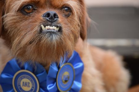 Agility dog. AKC. American Kennel Club. Underbite. Jim Bear.