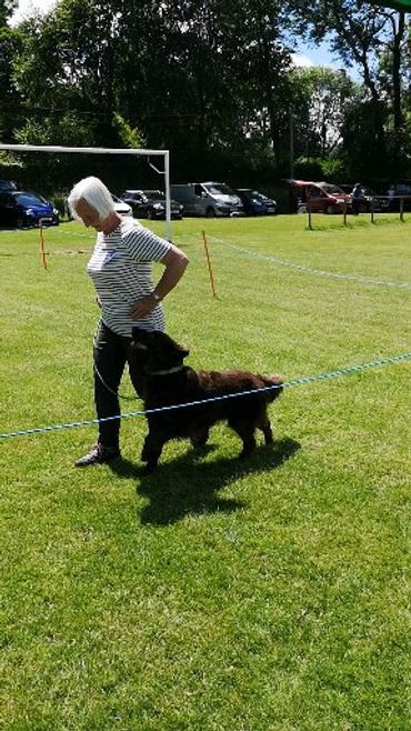 Obedience competition with a flat coated retriever