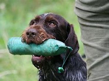 Wire haired pointer retrieving a dummy