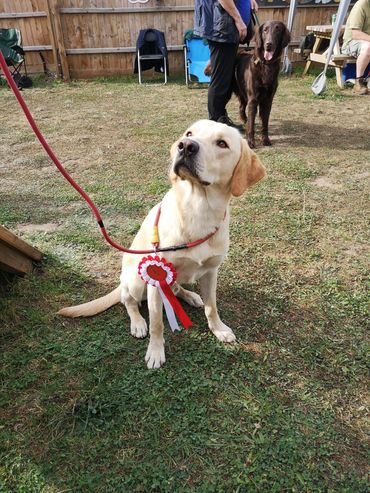 Labrador in a working competition