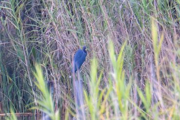 Little Blue Heron