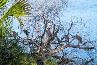 Five Yellow Crowned Night Herons