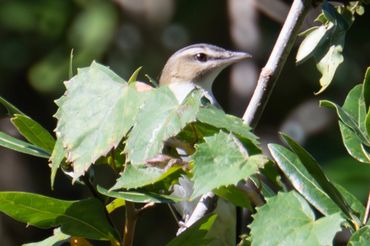 Red Eyed Vireo