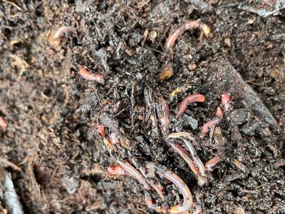 Some of our hardworking worms