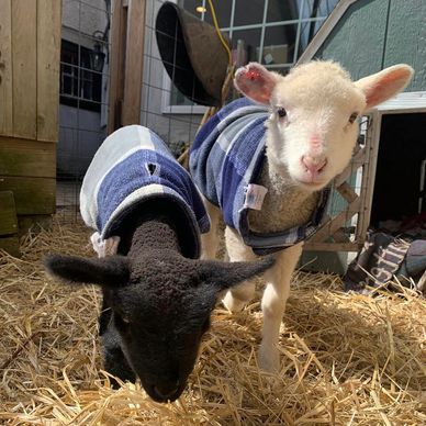 Flower One Year Old - Baby Goats and Farm Sanctuary