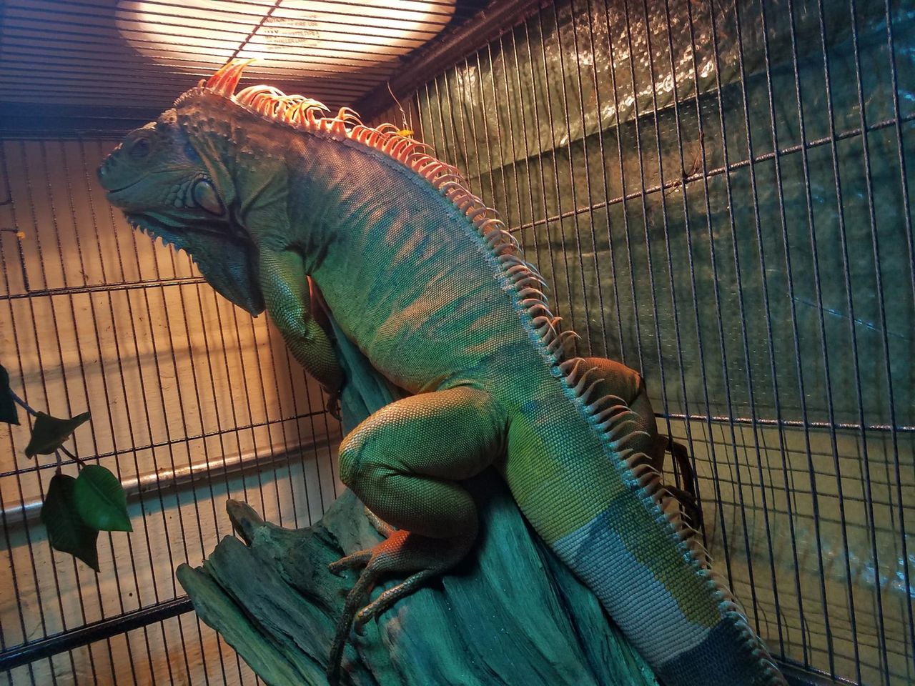 pet green iguana cage