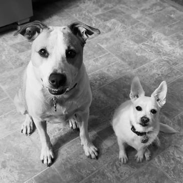 Toby and Fitz - Em’s dogs