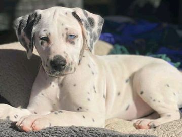 Blue (Grey) Dalmatians are really rare in our program.  We have produced only two so far.