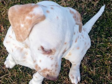 Lemon spotted dalmatian sales