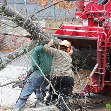 tree service fort worth, tree trimming fort worth, and tree removal fort worth