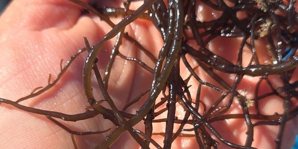 Close-up of brown seaweed held in a hand under sunlight.