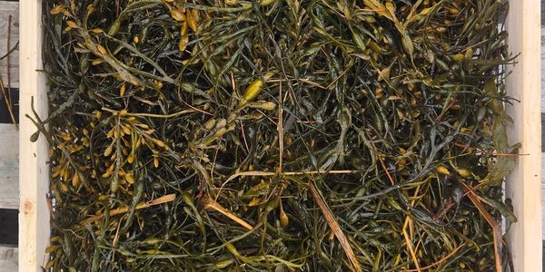 Fresh Rockweed on a drying rock