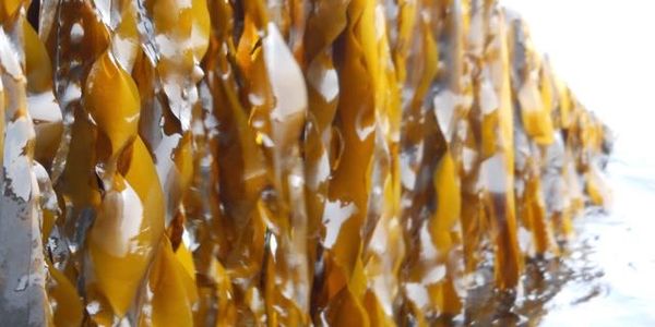 Close-up of wet brown seaweed hanging above water.